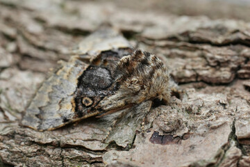 Closeup on a hairy European Nut-tree Tussock moth, Colocasia coryli sitting on wood