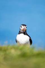 Stunning view of a cute puffin, a sharply dressed black-and-white seabird with a huge, multicolored bill, the Atlantic Puffin is often called the clown of the sea. Borgarfjörður, Iceland.