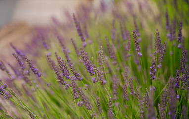 close-up of lavender in the backyard of a house, homemade lavender
