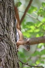 Cute Red Squirrel on a Tree Trunk