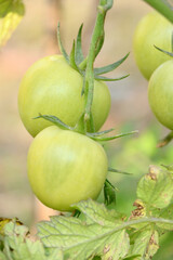 closeup the bunch ripe green tomato with plant in the farm soft focus natural yellow green background.