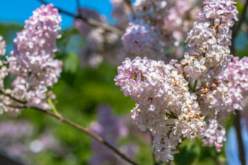 Light pink Liliac flowers blooming.