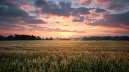 Fototapeta premium A field of tall grass with a beautiful sunset in the background. The sky is filled with clouds, creating a serene and peaceful atmosphere