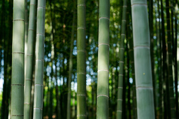 Fototapeta premium 木漏れ日の当たった緑の竹林