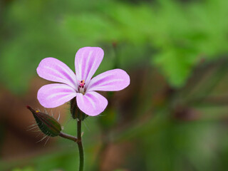 Der stinkende Storchschnabel (Geranium robertianum)