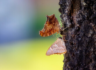 Butterflies