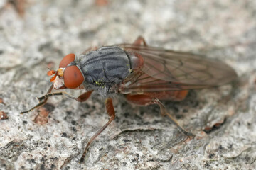 Closeup on an uncommon European syrphid fly, Brachyopa bicolor sitting on wood