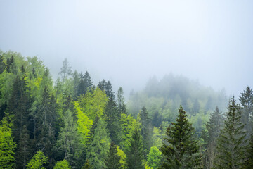 Nature Reserve Zelenci, krajnska gora, Slovenia, Europe. Wonderful morning view of Zelenci nature reserve. Slovenia travel.