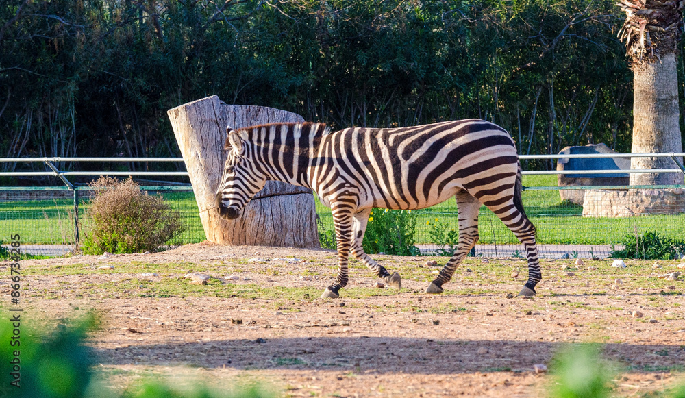 Wall mural zebra in the zoo