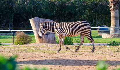 zebra in the zoo © IOANNIS