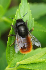 Colorful vertical closeup on a female European horned mason bee , Osmia cornuta sitting on a green leaf