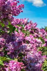 Dark pink Liliac flower with cloud sky background.