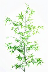Naklejka premium A plant with lush green leaves growing in a decorative pot