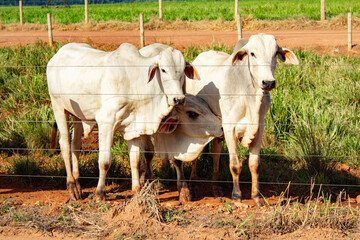 Três bois reunidos no pasto de uma fazenda.