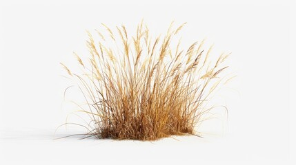 A bush of grass covered in snow on a white background