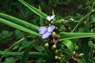 Spiderwort flowering, close up of plant with water drops after rain. Tradescantia virginiana. Beautiful summer flowers in the garden.