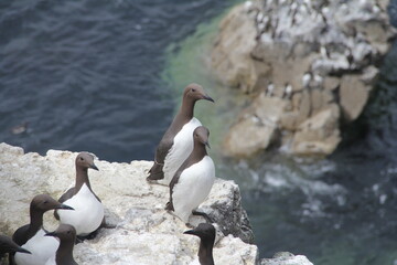 Schottland - Landschaften und Tiere
Scotland - landscape, nature and animals