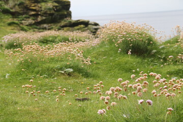 Schottland - Landschaften und Tiere
Scotland - landscape, nature and animals