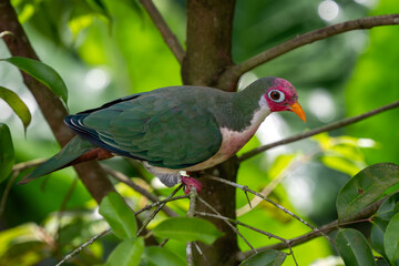Jambu Fruit Dove - Ptilinopus jambu, beautiful colored fruit dove from forests of Southeast Asia, Borneo, Malaysia.