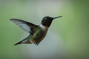 Ruby Throated Hummingbird