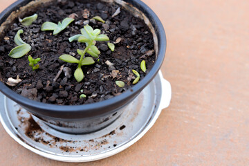 Abandoned plant pot with accumulated water. The location could be a potential focus for larvae of...