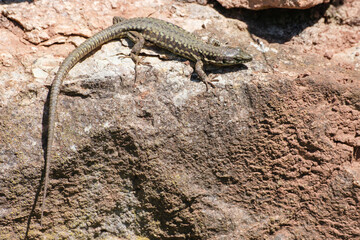 Common wall lizard reptile on a stone close-up