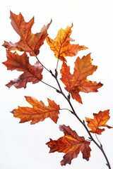 Fototapeta premium A natural image showing a group of leaves attached to a tree branch, suitable for use in environmental or nature-themed contexts