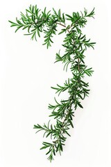 Fototapeta premium A single sprig of rosemary sits on a pure white surface, awaiting use or decoration