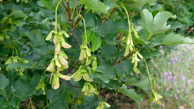 Maple branches adorned with several green samaras sway gently in the summer breeze, creating a picturesque countryside landscape.