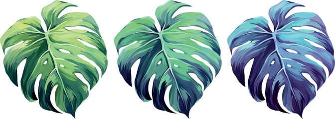 Vector monstera plant set. Tropical plant, leaf. Paradise plant. Multi-colored leaf © Alaska_artworks