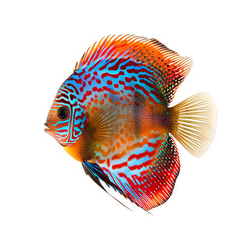discus fish isolated on white