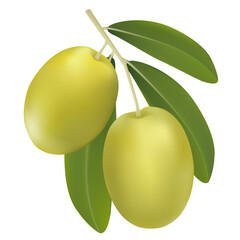 Vector drawing olive tree branch with green olives.