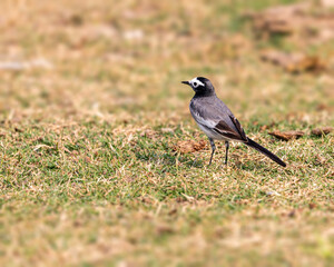 A White Wagtail roaming in grass