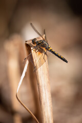ruby whiteface (Leucorrhinia rubicunda), Sweden