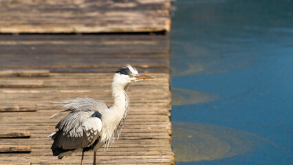 grey heron on the beach