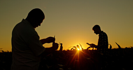 Silhouettes of two farmers working in a field. A man studies the sprouts while his colleague uses a tablet.