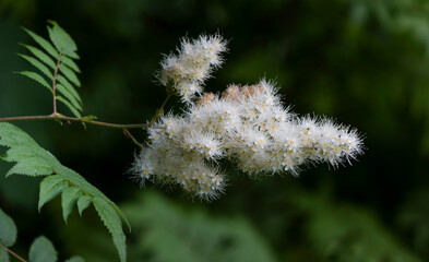 Beautiful white fieldfare flowers close up. Summer nature of flowering