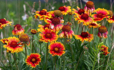 Red flower with a yellow border on a summer day. Gaillardia