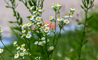 Wild daisies on a field on a summer day, health care flowers.