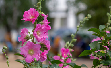 Naklejka premium Mallow zebra. The flowers are soft pink with bright crimson-red veins.