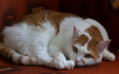 Cute red cat lying at home on a red background