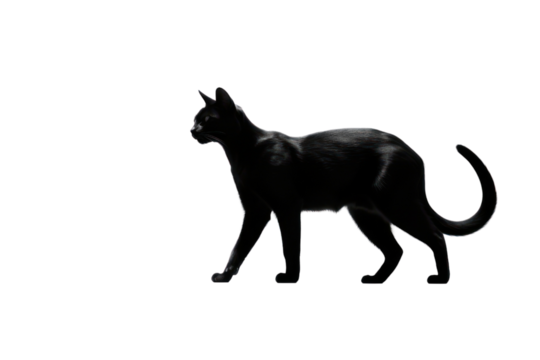 A graceful feline silhouette dances against the canvas of white.