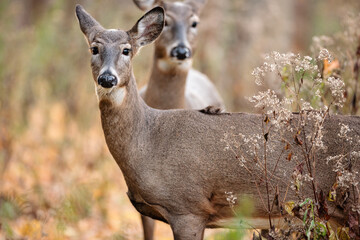 Two white-tailed deer observe closely the actions before them in a field near Hartford, Wisconsin in early November