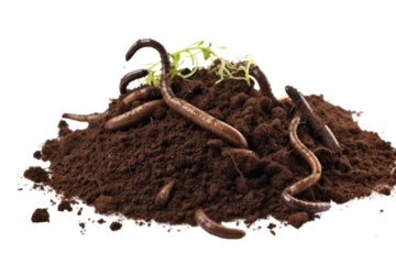 A close-up photo of rich, dark potting mix with a few earthworms wiggling through it, isolated on a white background.