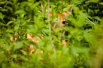 A young fawn waits patiently for its mother, while hiding within the vegetation in southern Wisconsin in early June