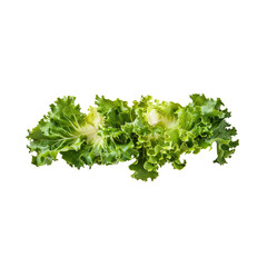 Obraz premium A fresh lettuce, vegetable element, watercolor style, green, isolated on white background