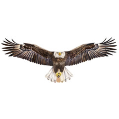 Obraz premium A soaring eagle, bird of prey element, realistic illustration, muted colors, isolated on white background