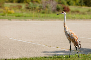 A Sandhill Crane walks stately in the parking lot within Ottawa Lake Unit, Southern Kettle Moraine State Forest, Dousman Wisconsin in mid-September