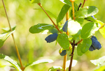 Ripe fruits of edible honeysuckle on the branches of a bush. Growing honeysuckle fruit bushes in...