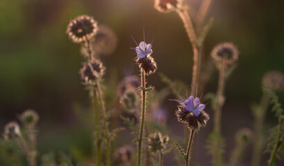 Blooming phacelia tansyfolia in a field.